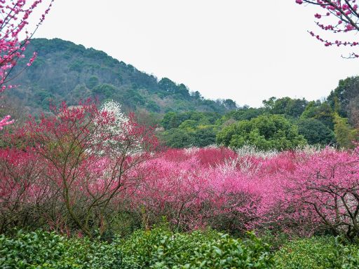 Chaoshan Plum Blossom Viewing超山赏梅