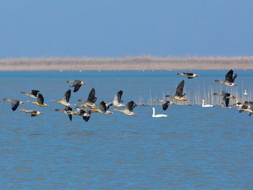 International Wetland Park 鄱阳湖国际湿地公园1