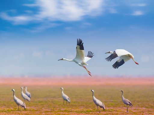 International Wetland Park  鄱阳湖国际湿地公园
