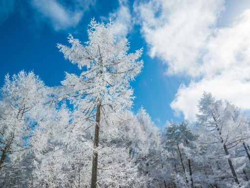 Rime of Trees China雾凇