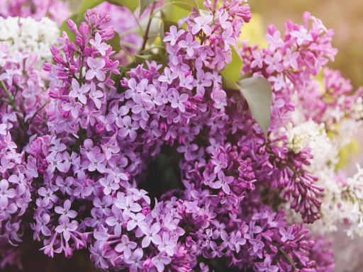 Lilac 丁香花1