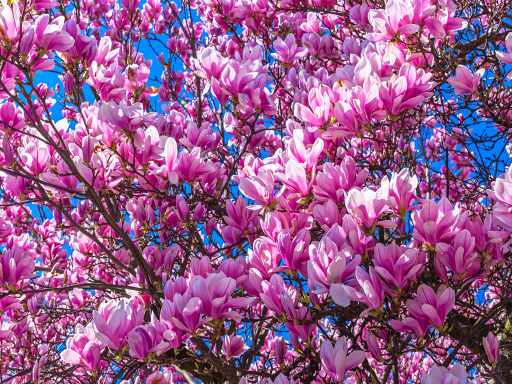 Magnolia玉兰花