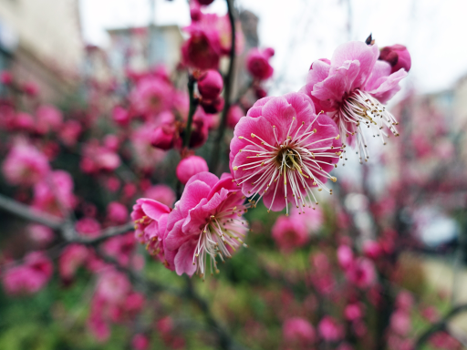 Red Plums Bloom梅花