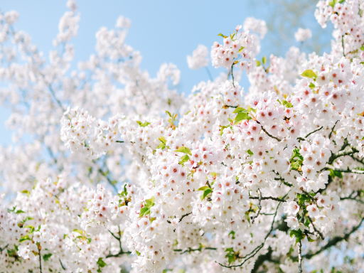 Sakura Bloom樱花1