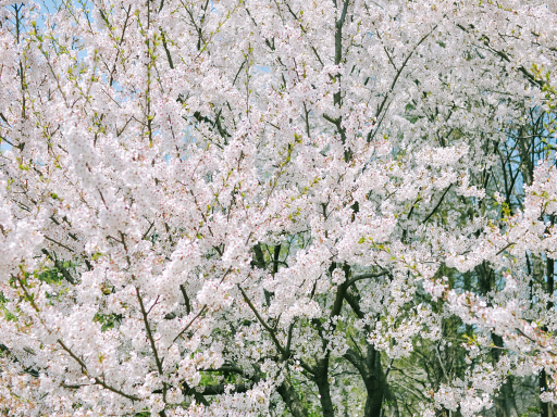 Sakura Bloom樱花2
