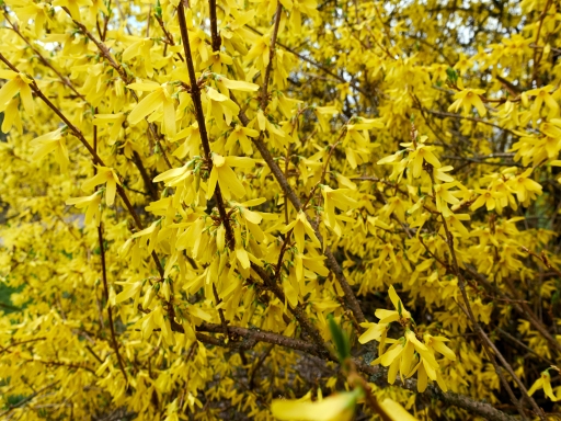 Forsythia 连翘花