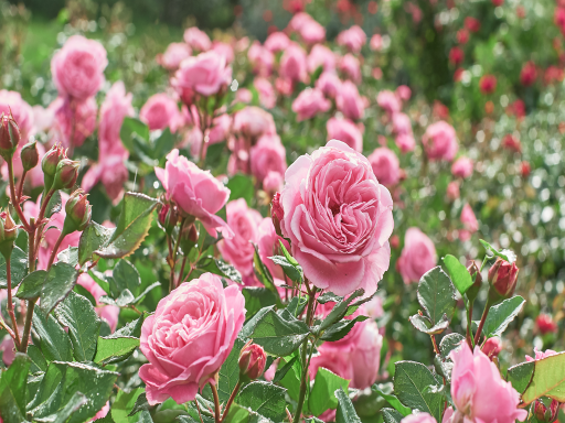 Rose玫瑰花