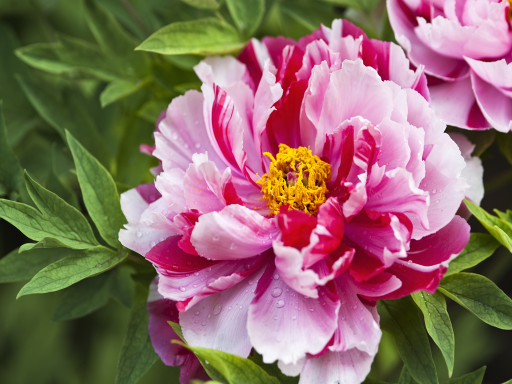 Peony Flower牡丹