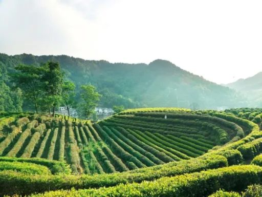 龙井村茶园 