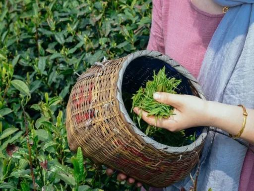 Tea picking experience 背篓采茶体验