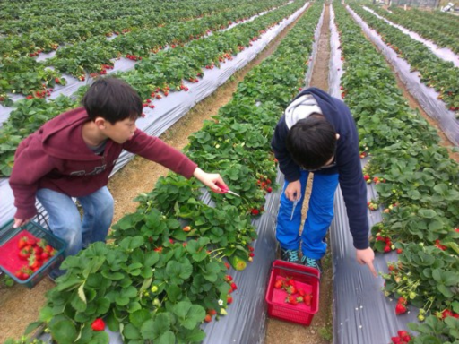 Strawberry picking experience