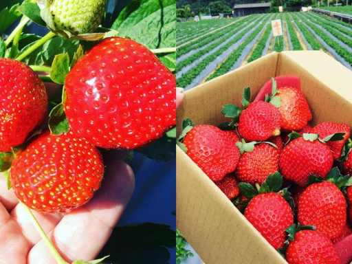 Strawberry picking experience (2)