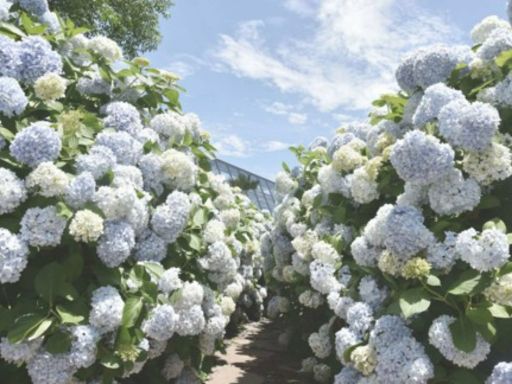 Camelia Hill