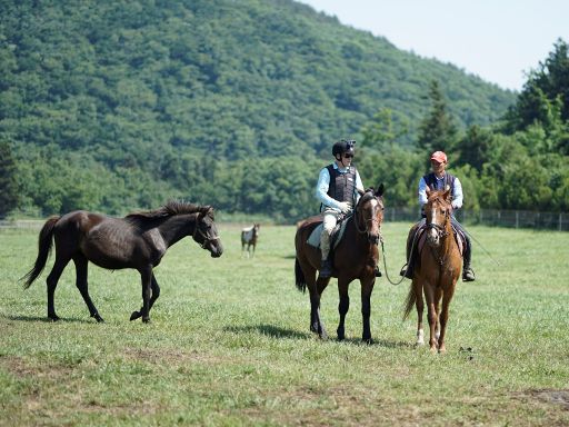 Horse Riding