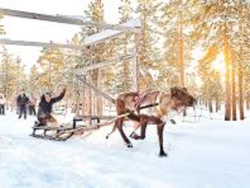 reindeer kiruna