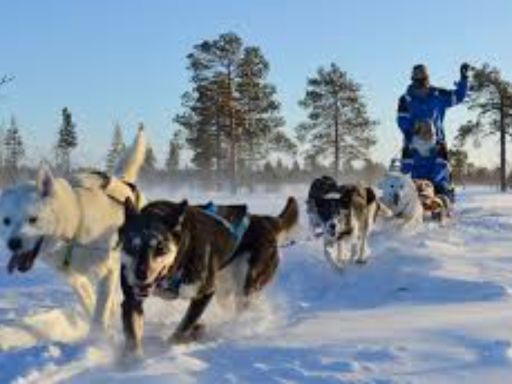 Kiruna Husky ride