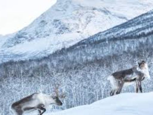 Polar Park is the world's northernmost animal park, and home to Norway's large predators such as bears, wolves, and lynx as well as deer, moose, reindeer and muskox. Opened in 1994, the park is based on exhibiting animals in their natural surroundings.