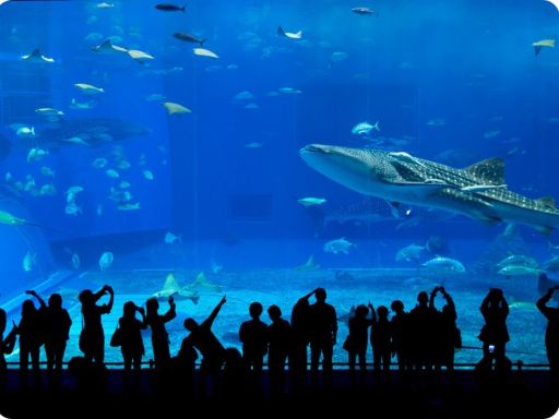 Okinawa Churaumi Aquarium