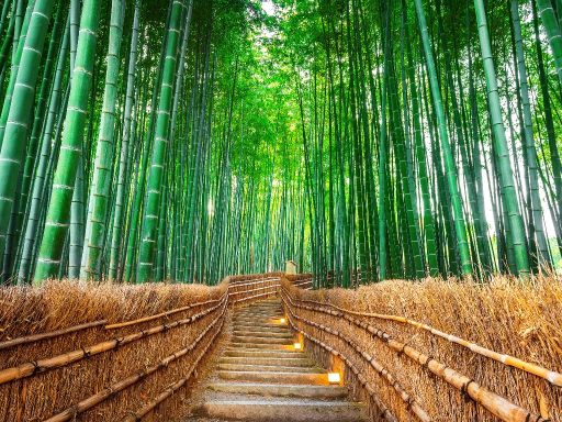Arashiyama Bamboo Forest