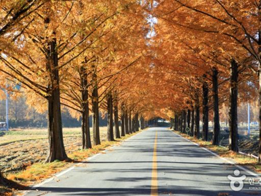 Damyang Metasequoia Road 