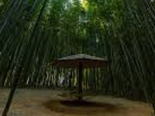 Damyang Bamboo Park 