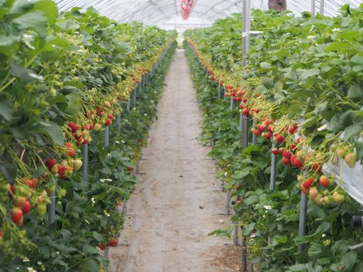 Strawberry Farm