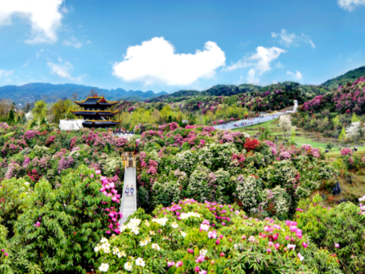 毕节百里杜鹃