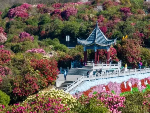 贵州 毕节百里杜鹃