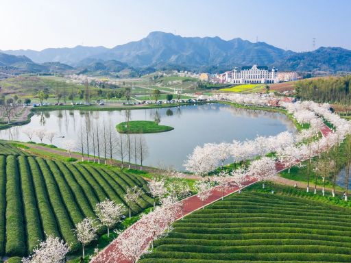 Jinhua Huadian Meidi Flower Sea金华花田美地花海风光2