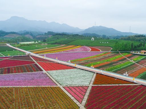  Jinhua Huadian Meidi Flower Sea金华花田美地花海风光1