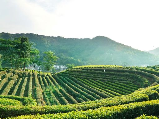 Tea garden 龙井村茶园