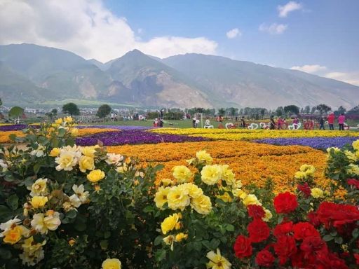 Floral Pasture 花语牧场1