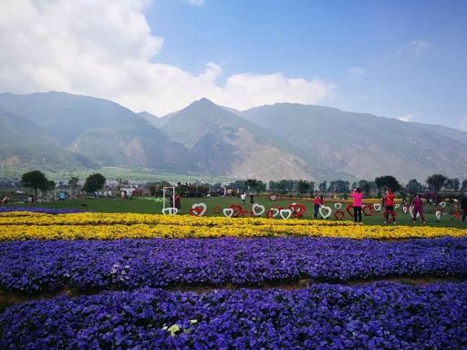Floral Pasture 花语牧场