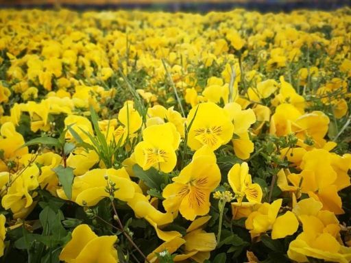 Floral Pasture 花语牧场2