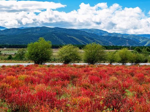 Xiaozhongdian Flower Sea Vibrant Wolfbane 小中甸狼毒花