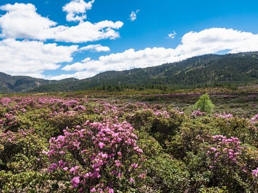 Xiaozhongdian Flower Sea Rhododendrons 小中甸杜鹃花