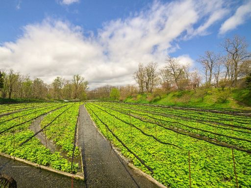 Daio Wasabi Farm