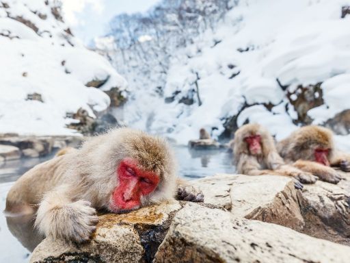 Snow Monkey