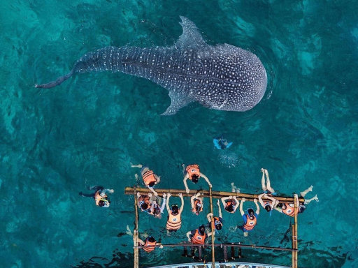 4D3N CEBU OSLOB WHALESHARK ENCOUNTER