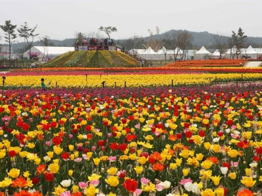 9D7N SPRING SYMPHONY OF KOREA - TULIPS , WELLNESS & GOURMET