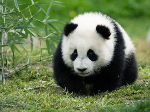 重庆动物园观熊猫