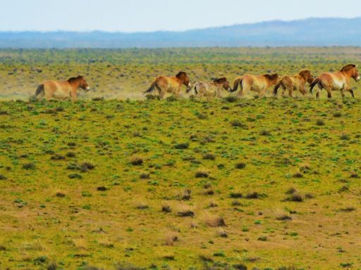 卡拉麦里有蹄类自然保护区