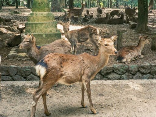Nara Deer Park