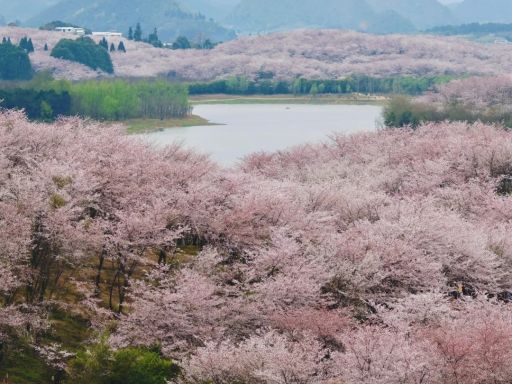 平坝樱花