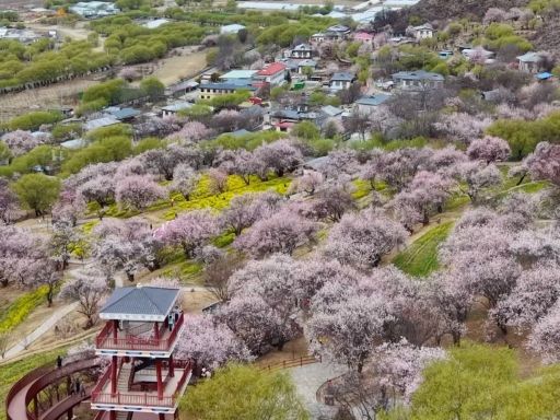 来林芝，第一站一定要留给嘎拉村🌸🌸_1_藩篱之花_来自小红书网页版