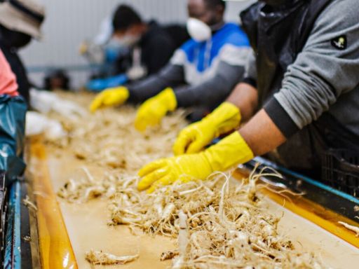 Ginseng Factory