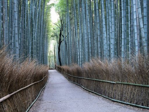 Arashiyama Bamboo Forest