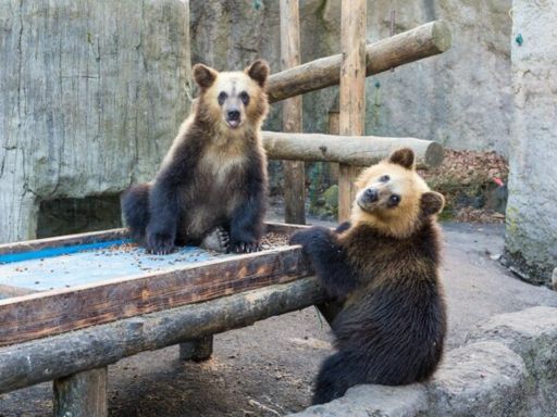 Showa-Shinzan Bear Ranch