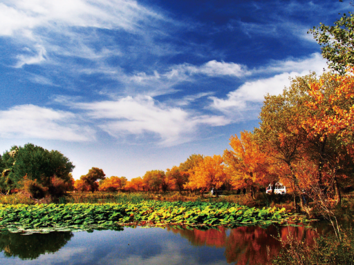 泽普金湖杨国家森林公园