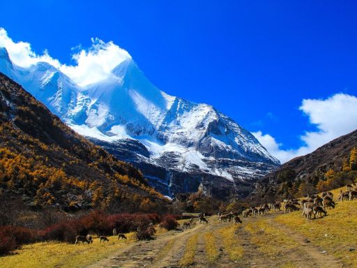 11D10N DAOCHENG YADING